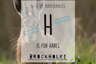 H is for...Hares