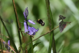 Bluebell and Bee