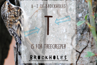 T is for... Treecreeper