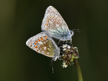 Courting Common Blue Butterflies