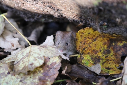 Bank Vole among the leaves 