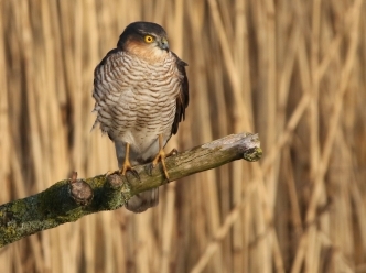 Menacing Sparrowhawk - Lunt Meadows - Charlie Lowe