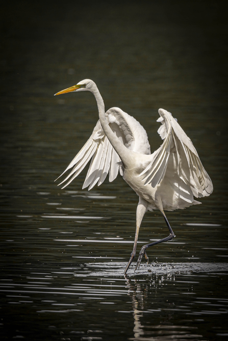 Great White Egret landing - Phil Jones