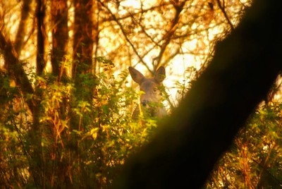 Roe deer peeping through autumnal woodland 