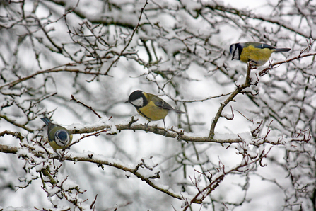 Blue tits and a coal tit perched on a snow covered branch