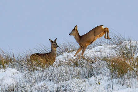Roe deer frolicking upon snow covered hills 