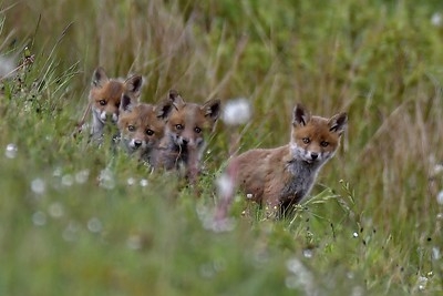 Fox cubs 