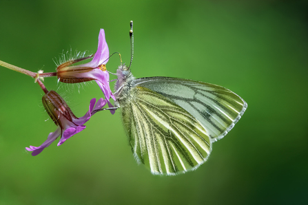 Green Veined White butterfly 