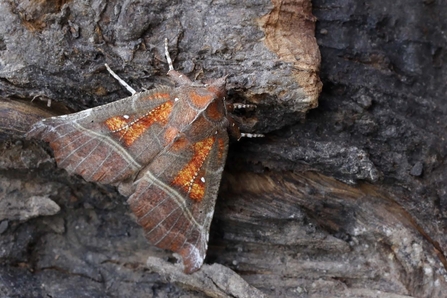 Herald moth 