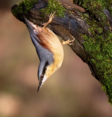 Nuthatch- Leslie Price