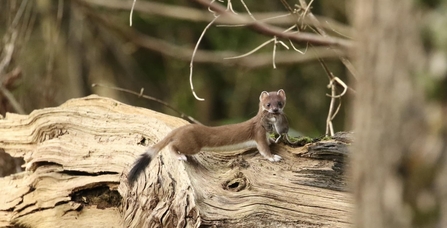 Stoat hunting