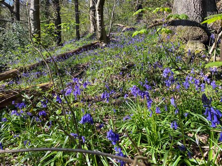 Bluebells in Boilton Wood