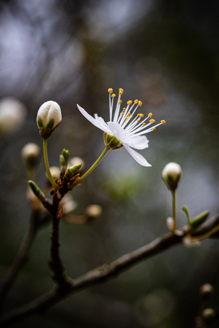 Blackthorn Blossom