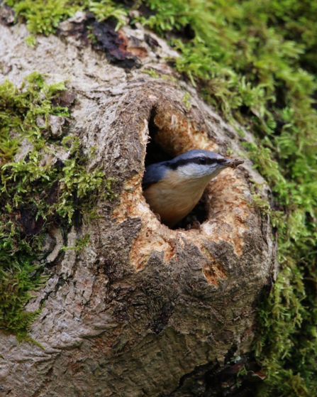 The Nesting Nuthatch