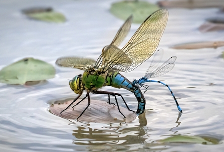 Dragonfly and Damselfly