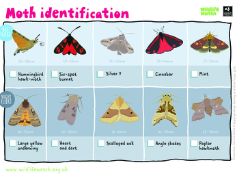 Moth Identification