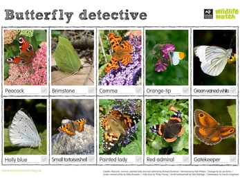 Butterfly Detective