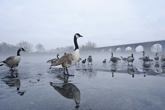 A flock of Canada geese standing on a frozen lake on a misty morning