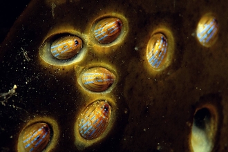 Blue-rayed limpets