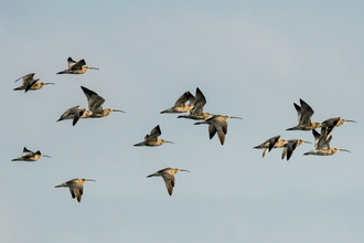 Curlews in Flight