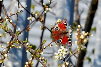 Blossom and Butterfly