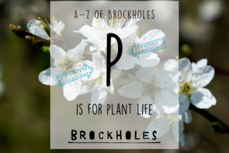 P is for... Plant life 