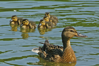 Female Mallard duck and babies