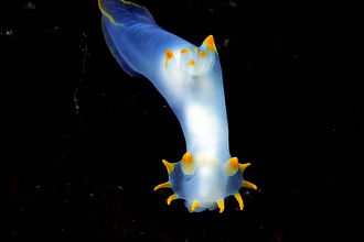 Sea slug Polycera faeroensis
