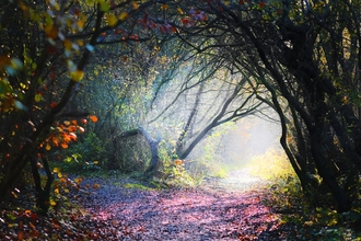 Misty autumn path 