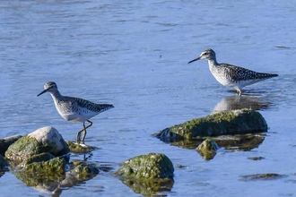 Wood Sandpipers