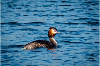Great crested grebe 
