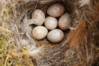Ground nesting bird eggs