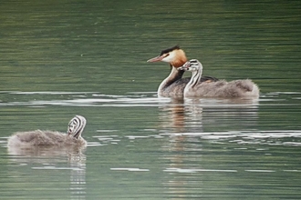 great-crested Grebe with young on Pit Mo.1