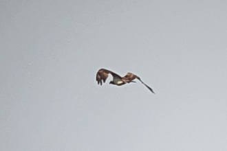 Osprey over Brockholes