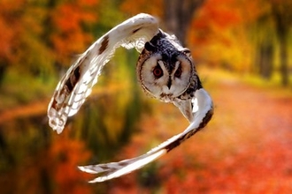Long eared owl flying through a tunnel of autumn trees 
