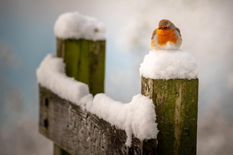 Robin perched upon a snow covered gate post 