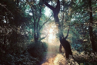 Light shining through trees at Horrocks Wood
