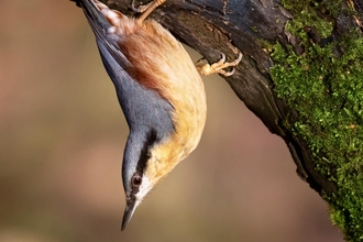 Nuthatch- Leslie Price
