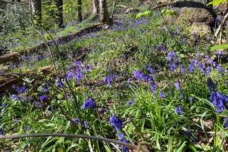 Bluebells in Boilton Wood