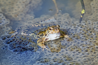 Frog and Frog Spawn