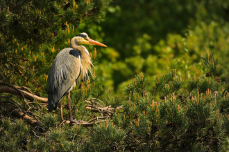 Heron perched upon a tree top