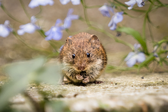 Vole out of the Hole