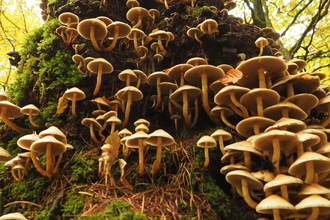 Fungi Tree - Allison Lyon