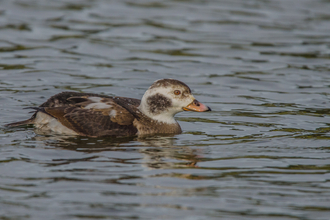 A first-winter long-tailed duck, with a brown and white body and largely pink bill, swims along a lake
