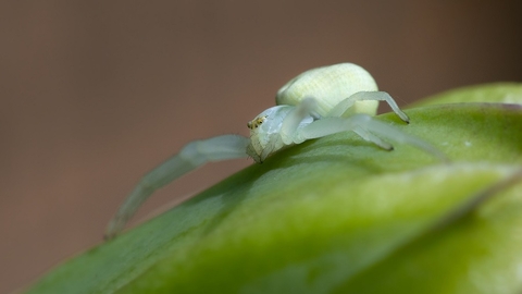 crab spider on leaf