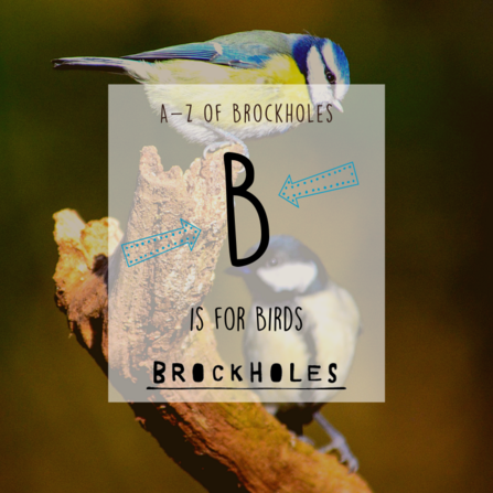 B is for Birds
