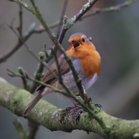 Robin Singing