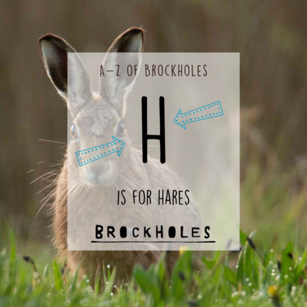 H is for...Hares