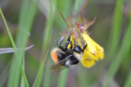 Bilberry bumblebee (Bombus monticola)