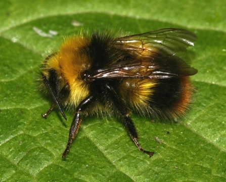 Early Bumblebee